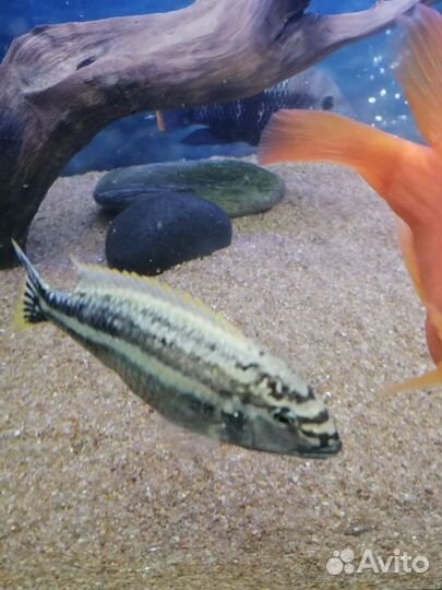 Меланохромис ауратус