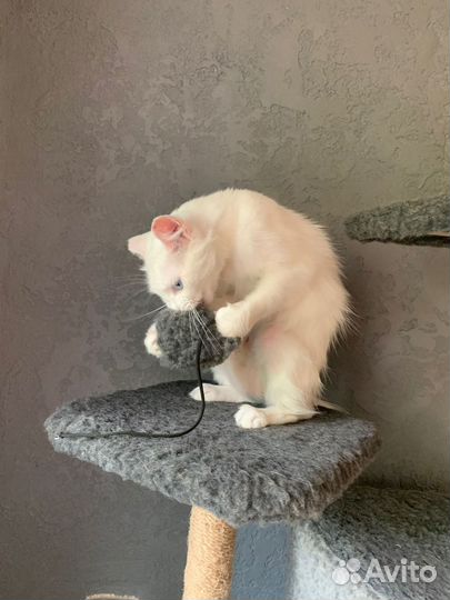 Кошечка ищет дом