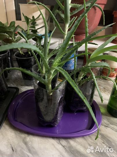 Толстянка,аэлое