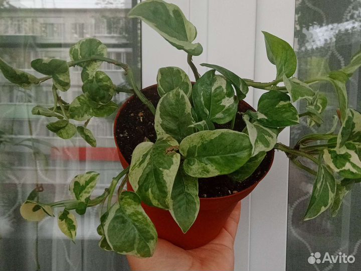 Сциндапсус энджой