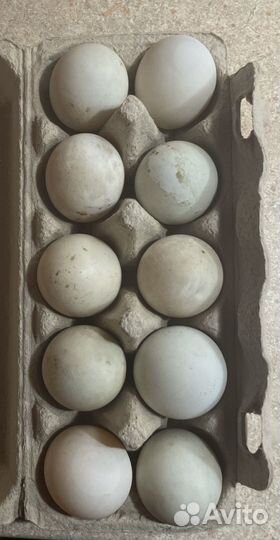 Яйцо инкубационное утки индийский бегунок