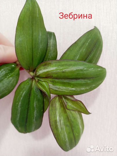 Традесканция часть 2