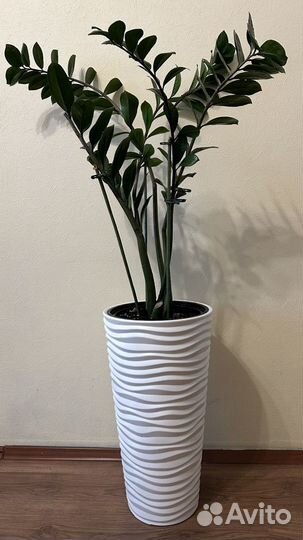 Комнатные растения большие