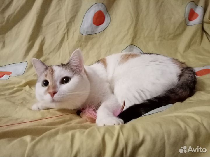 Массажистка ищет дом