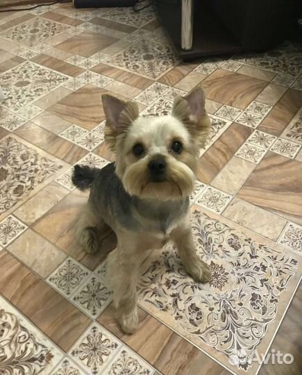 Йоркширский терьер