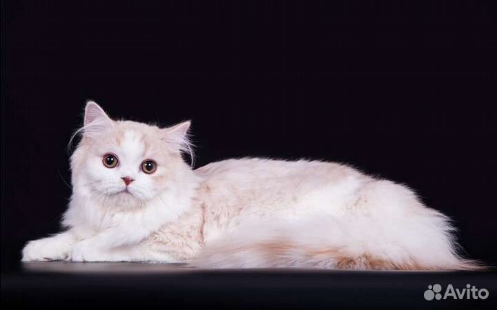 Шотландских кошек подарю