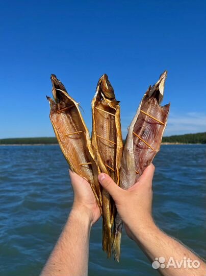 Рыба (омуль, сиг, хариус)