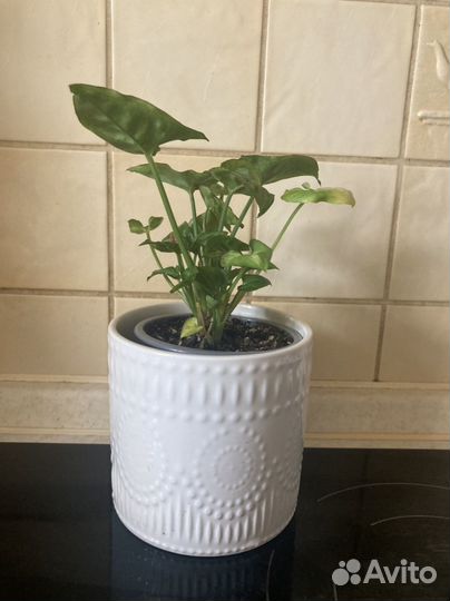 Сингониум Тиффани, Кристмас