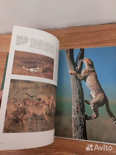 Книга о диких кошках