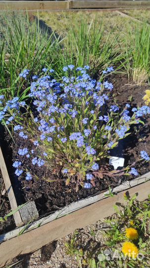 Незабудка альпийская Myosotis alpestris