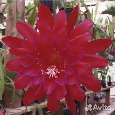 Эпифиллум гибискус редкие коллекционные