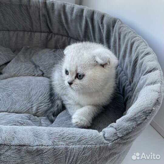 Котята шиншилята