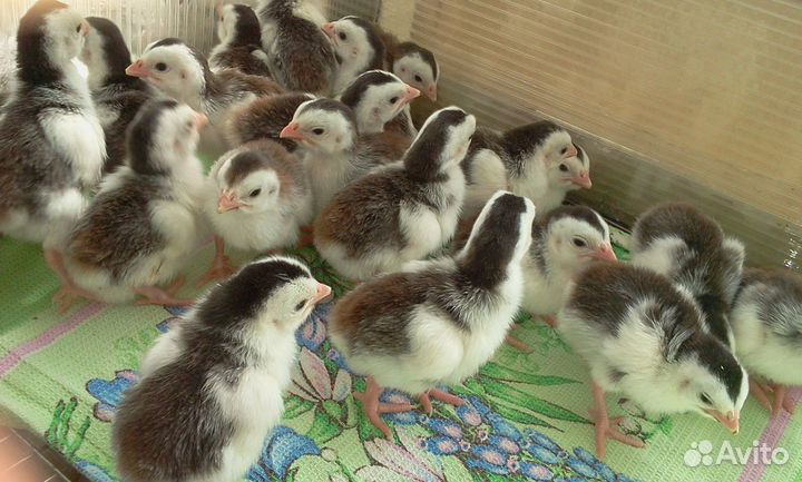 Яйцо и цесарята белой волжской элита