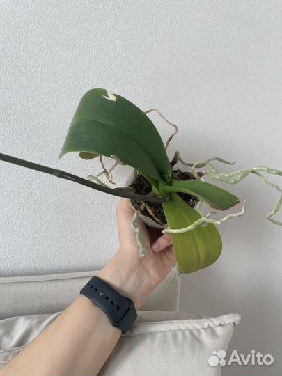 Орхидея фаленопсис Champion Lightning