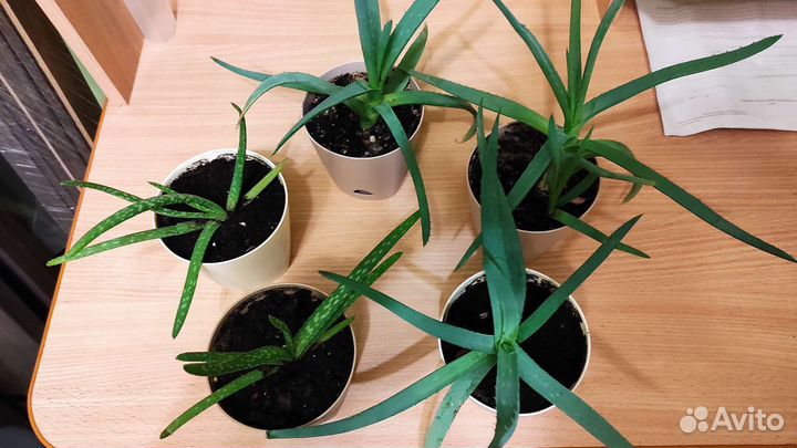 Алоэ лечебное