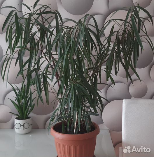 Фикус Али 1600