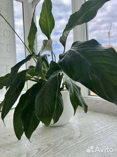 Спатифилиум