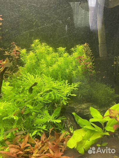 Аквариумные растения