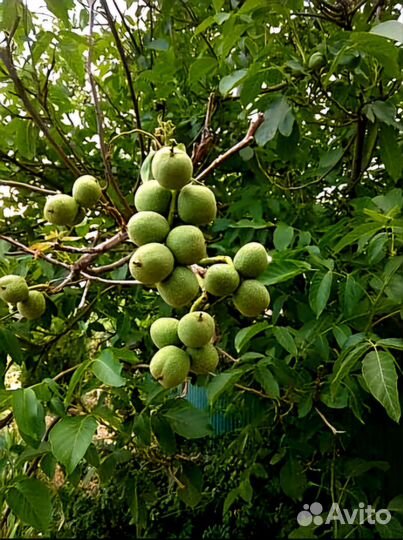 Саженцы грецкого,чёрного ореха, фундук