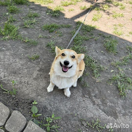 Вельш-корги пемброк девочка