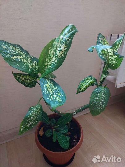 Диффенбахия пестролистная