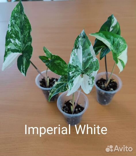 Сингониумы