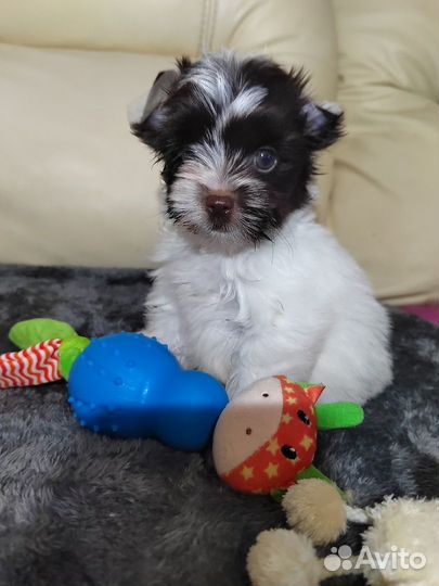 Щенки йорка - мини и стандарт