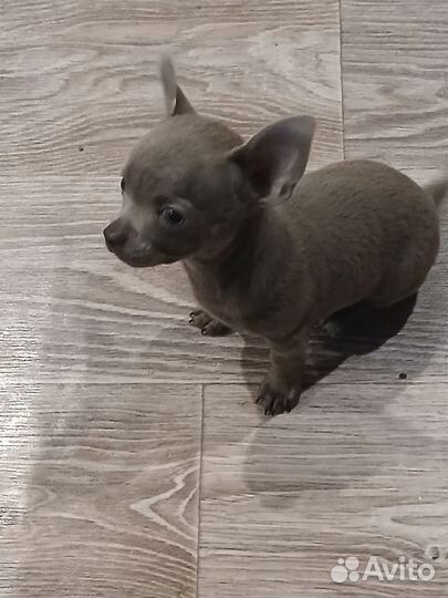 Щенки чихуахуа