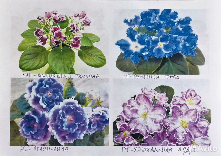 Сортовые фиалки селекц-ров (рс,рм,Н,нд)