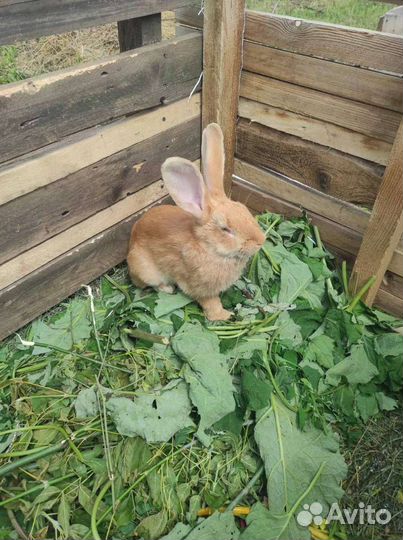 Кролик обыкновенный