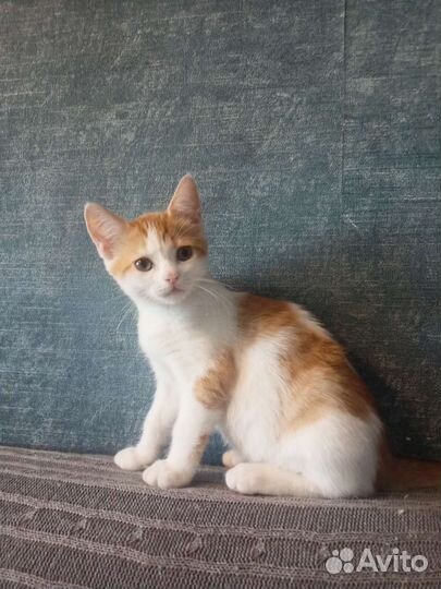 Счастье в дом