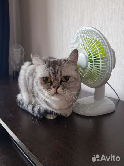 Отдам бесплатно кошку