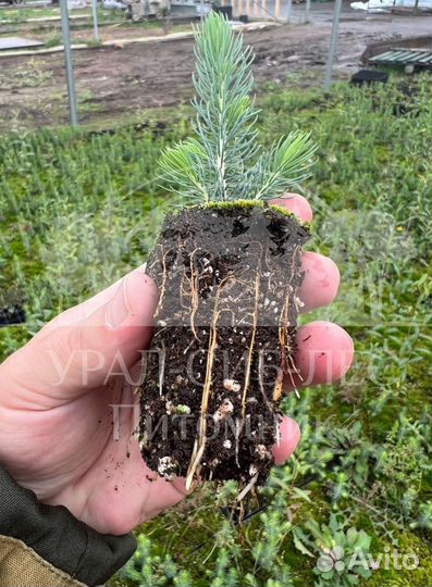 Голубая ель зкс сеянцы