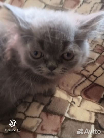 Котенок персидский