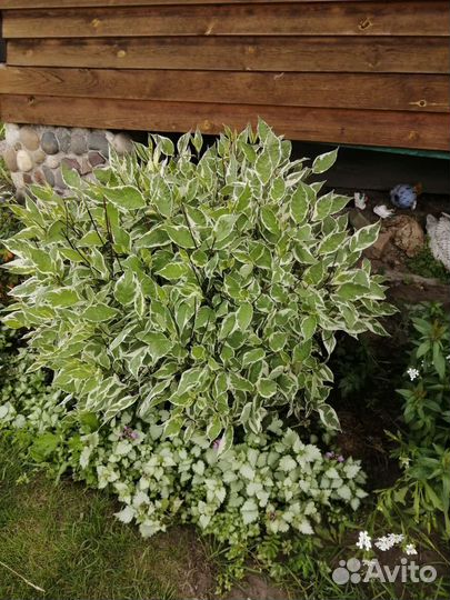 Растение Дерен пестролистный сибирика З/К