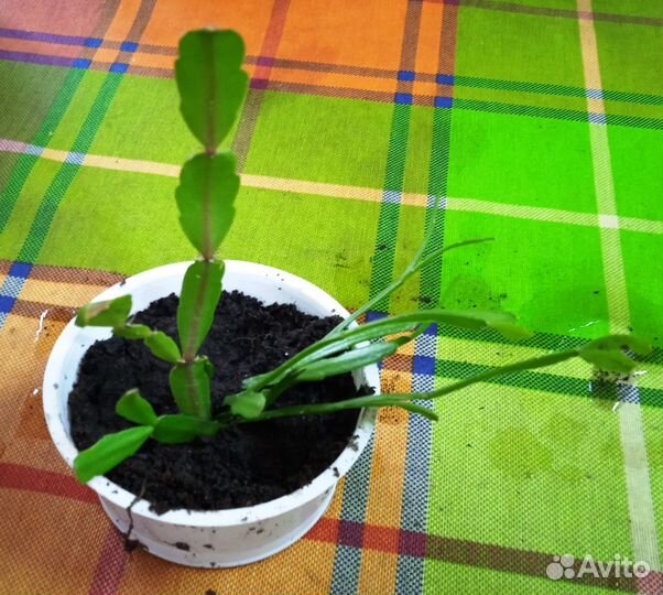 Кактусы и суккуленты