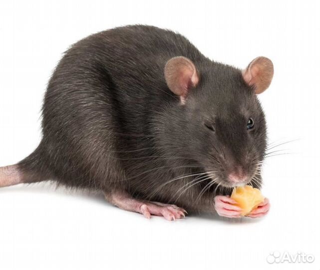 Крыса мальчик ищет невесту