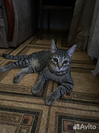 Отдам кота в добрые руки