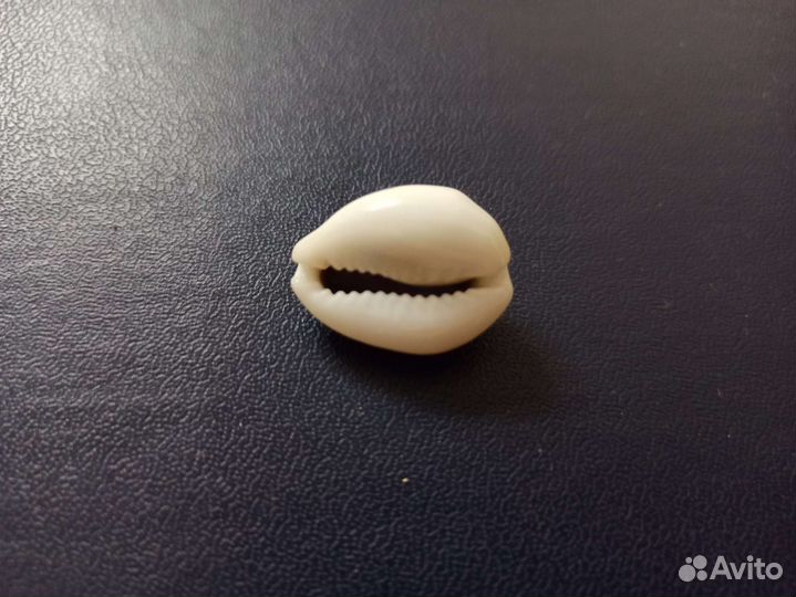 Морская раковина