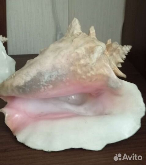 Коллекция морских ракушек, кораллов, рыба фугу