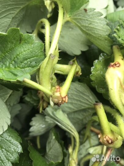 Рассада клубники воздушка априка