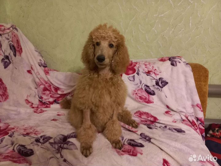Пудель королевский