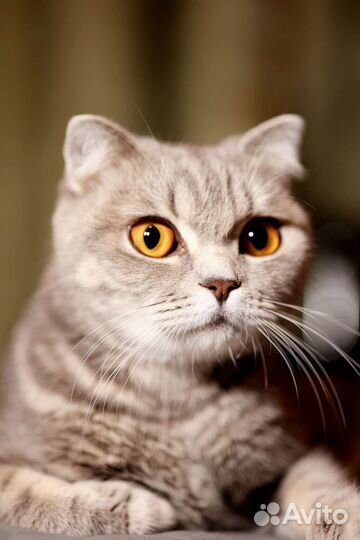 Шотландская Киса с сердцем на боку в добрые руки