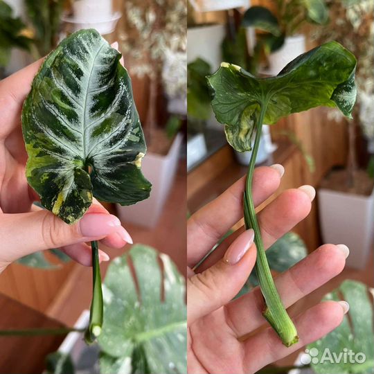 Сингониум яичница