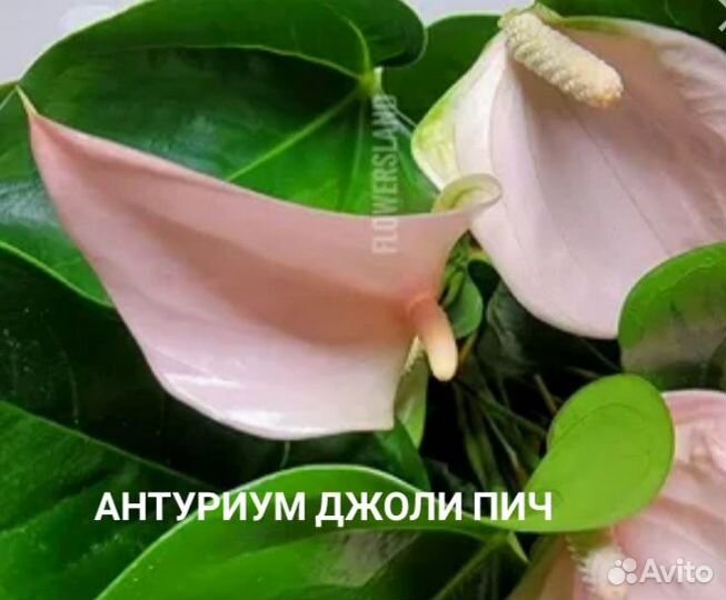 Антуриумы сортовые 15 видов