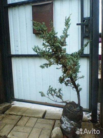 Саженцы разные и розы корнесобственые