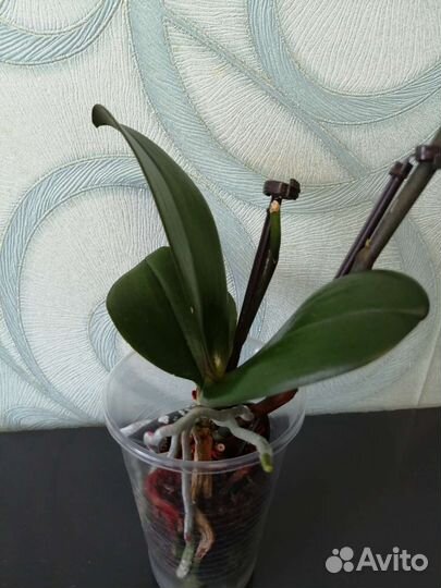 Мини орхидейки