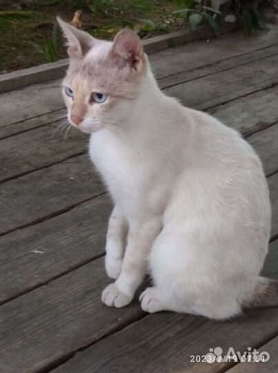 Тайская кошка