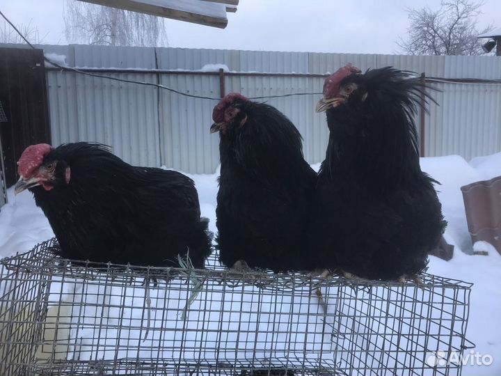 Чёрные Петухи,Куры,Породистая Птица