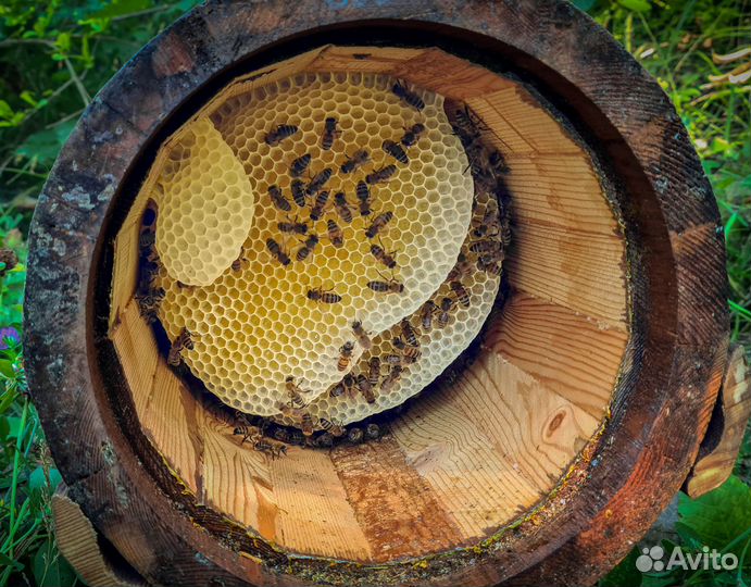 Мёд из колоды - тысячи лесных целебных медоносов